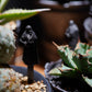 SK OLDIES GRIM REAPER PLANT TAG